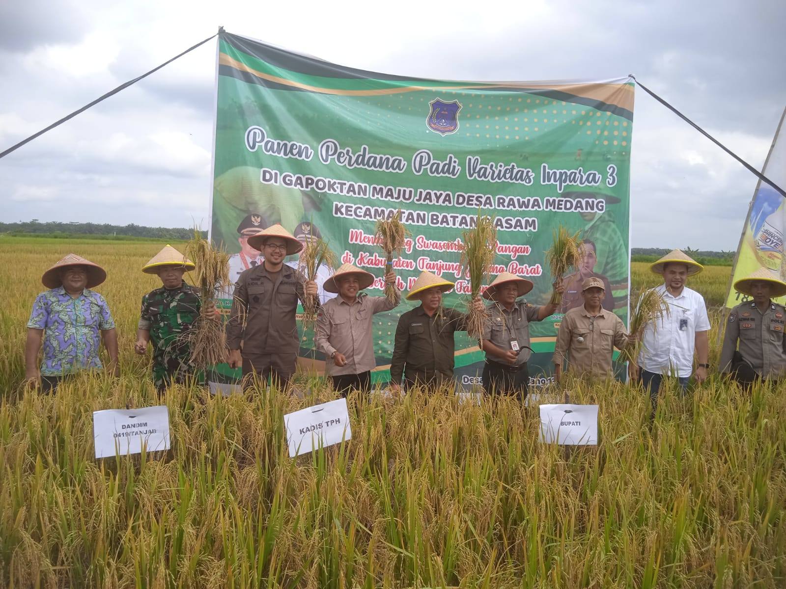 Panen Perdana Padi di Desa Rawa Medang: Bupati Tanjung Jabung Barat Dorong Peningkatan Ketahanan Pangan