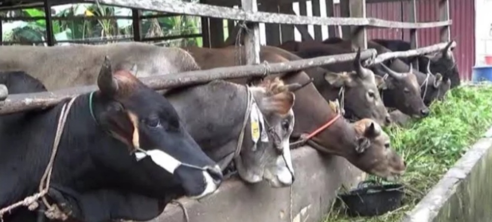 Diduga Satu OPD dan Camat Tidak Melaksanakan Qurban, Langkah Pemkab Mengalahkan Qurban Terkesan Tak Didukung